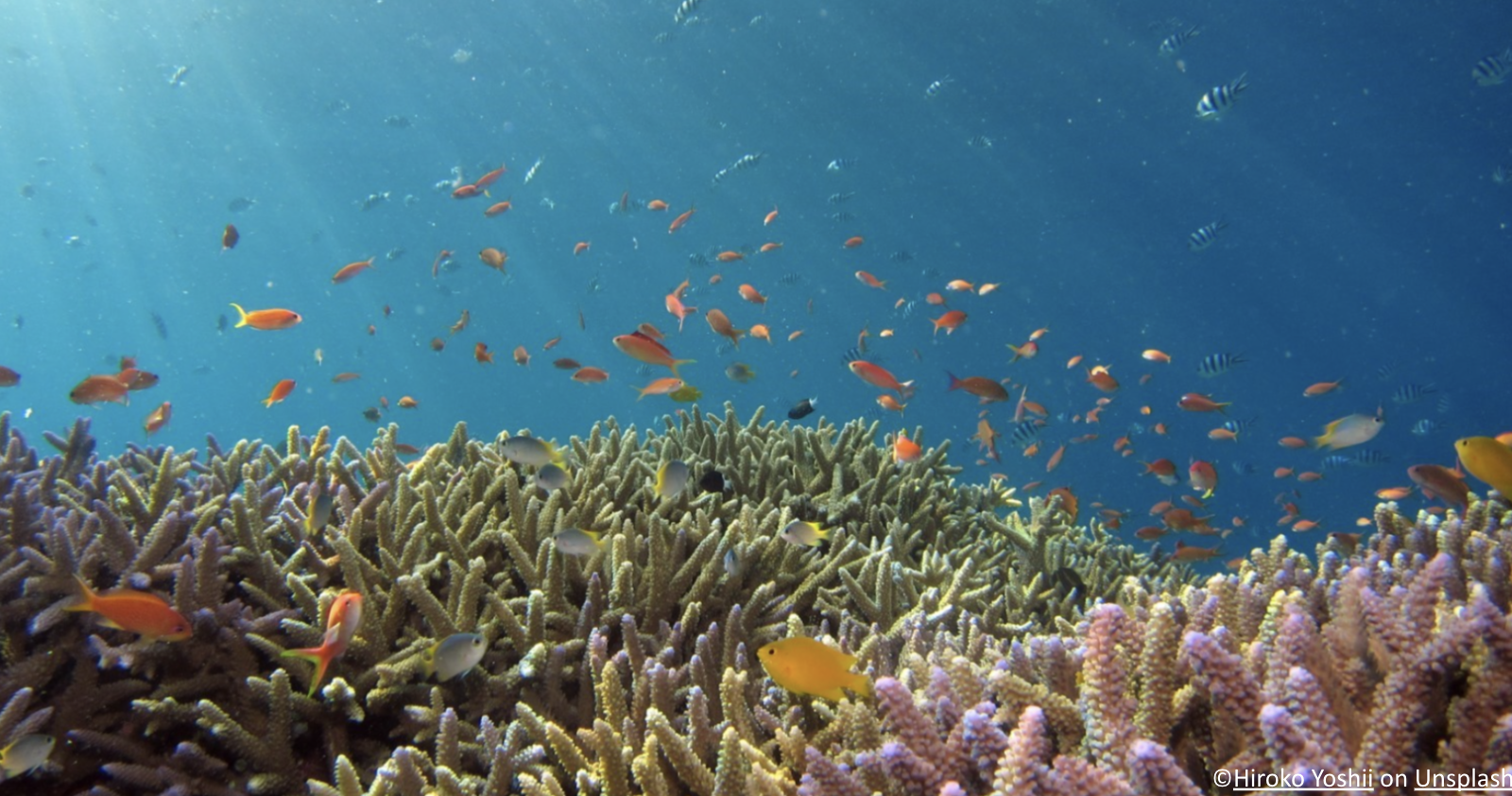 Top 6 Reef Safe Sunscreens