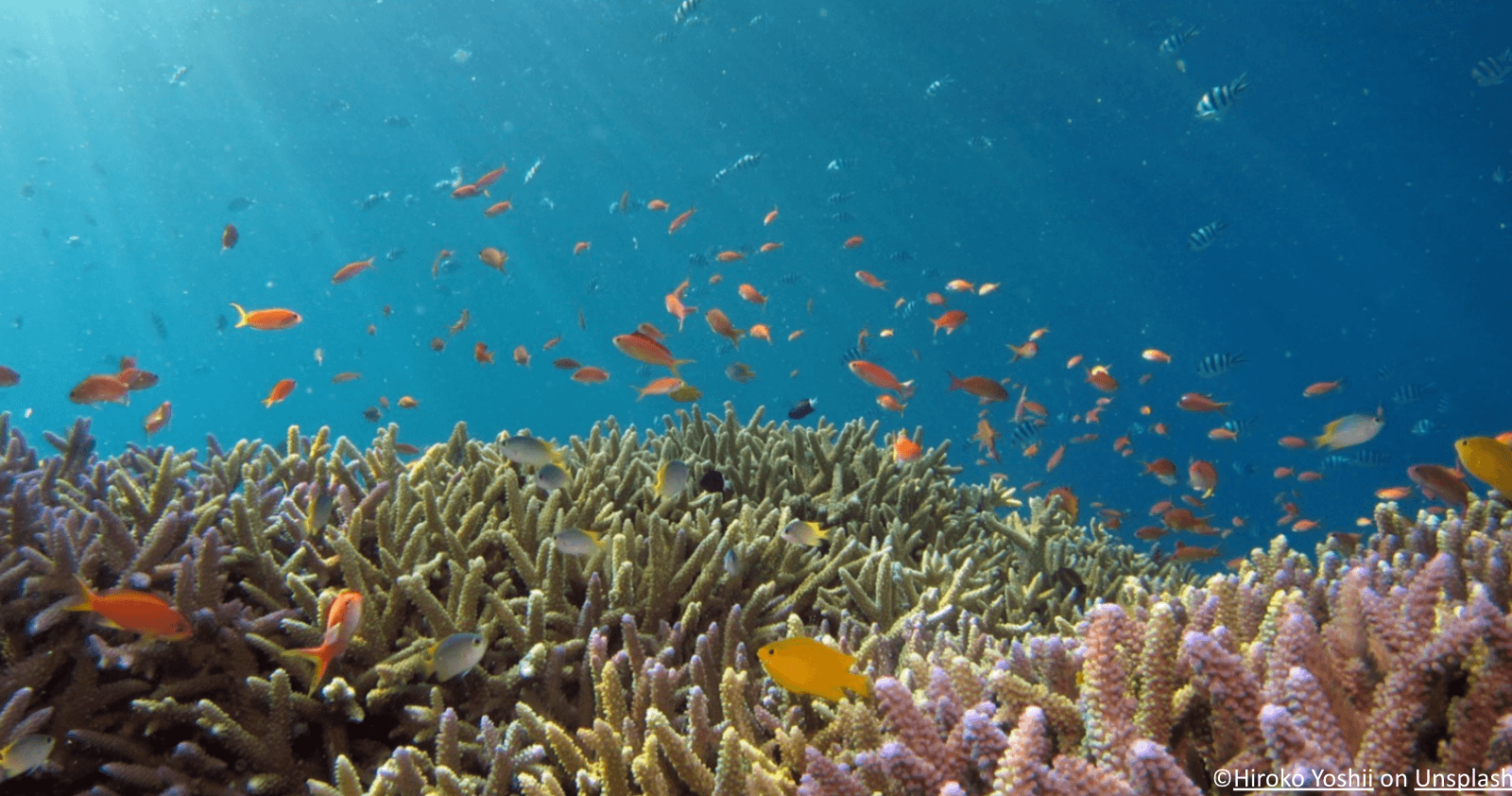 Top 6 Reef Safe Sunscreens