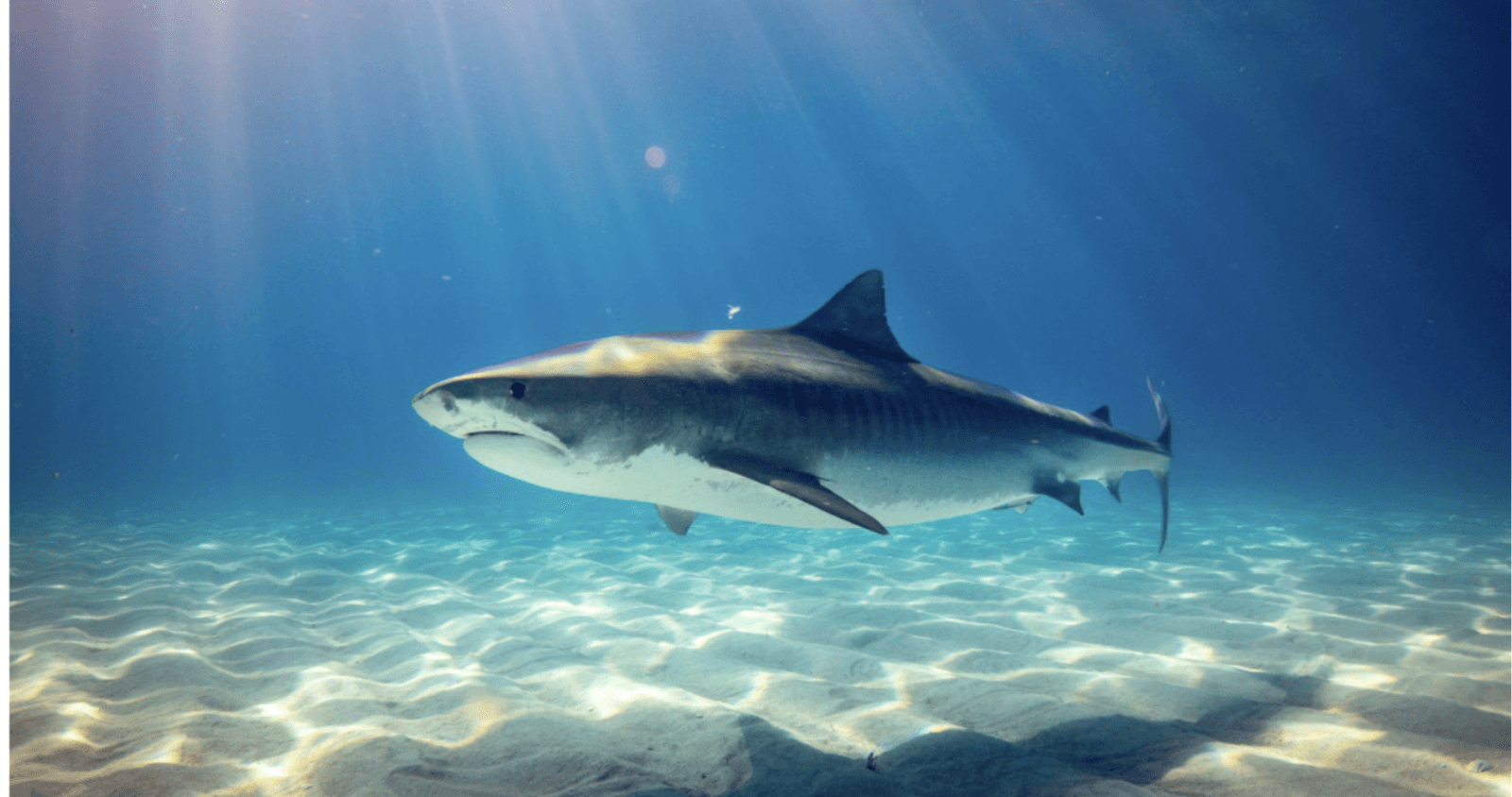 The Surfer’s Complete Shark Guide 